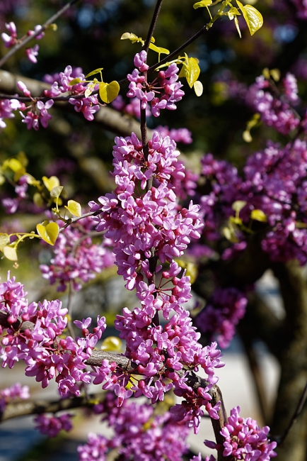 Jardin Botanique de la Bastide-040